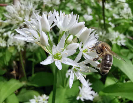 bee Getting together